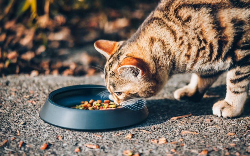 Gato comendo ração úmida